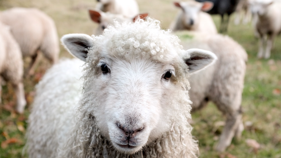 Trop débordé pour un mouton ? Alors ce n'est pas pour vous